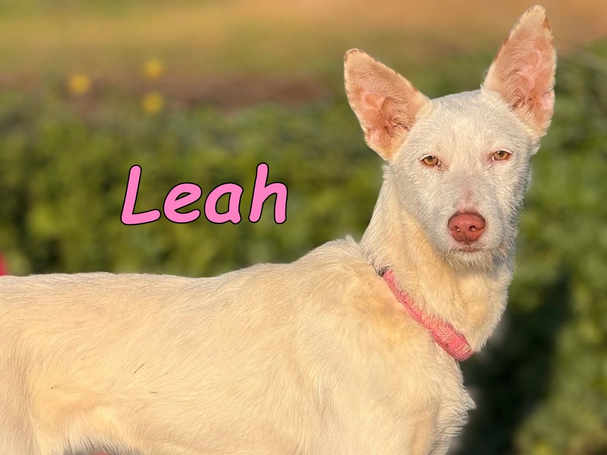 Leah