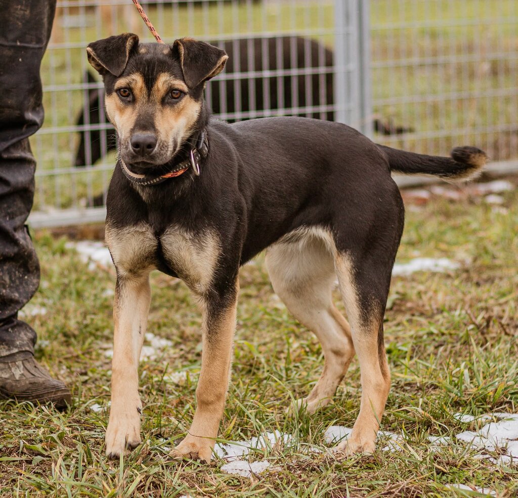 Csipke