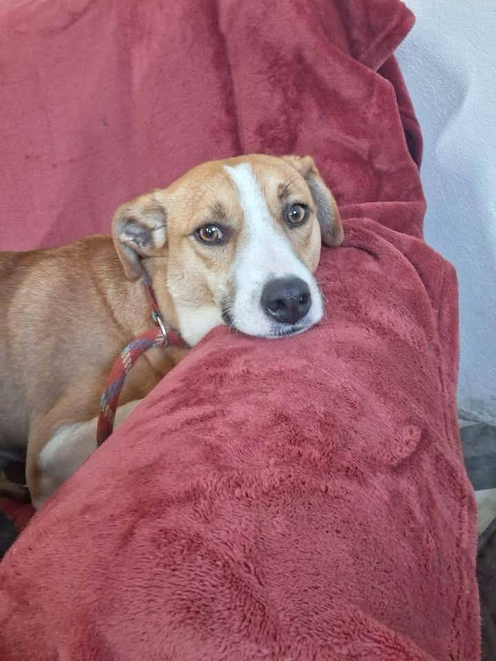 Luca