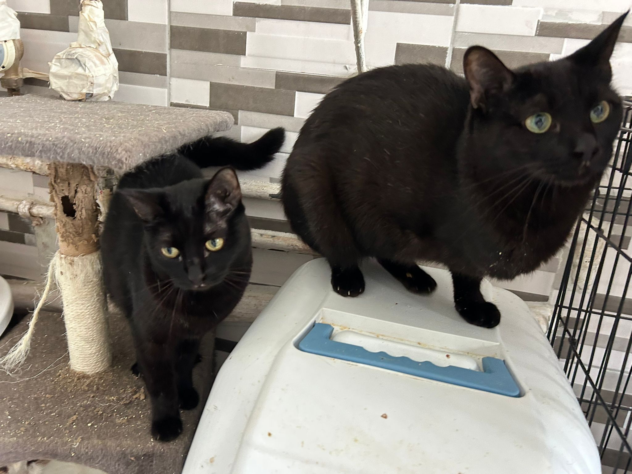 🆘NOTFALL Tali & Zora🐱