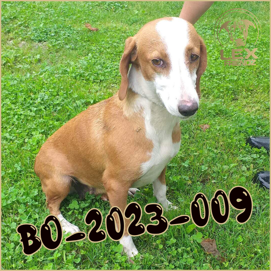 BO-2023-009