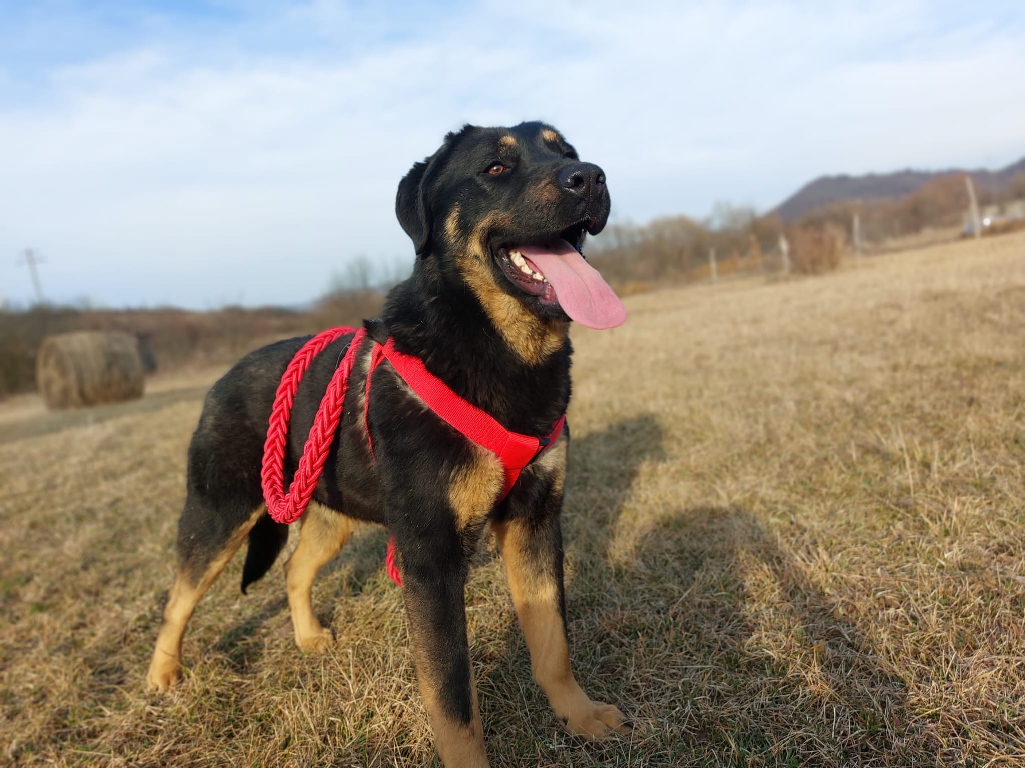 Selene 🐾🐕