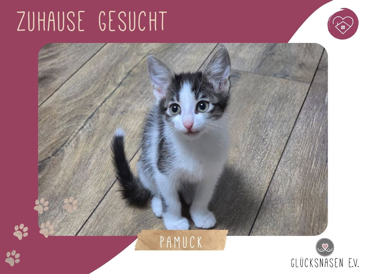 Pamuck sucht Dich zum kuscheln