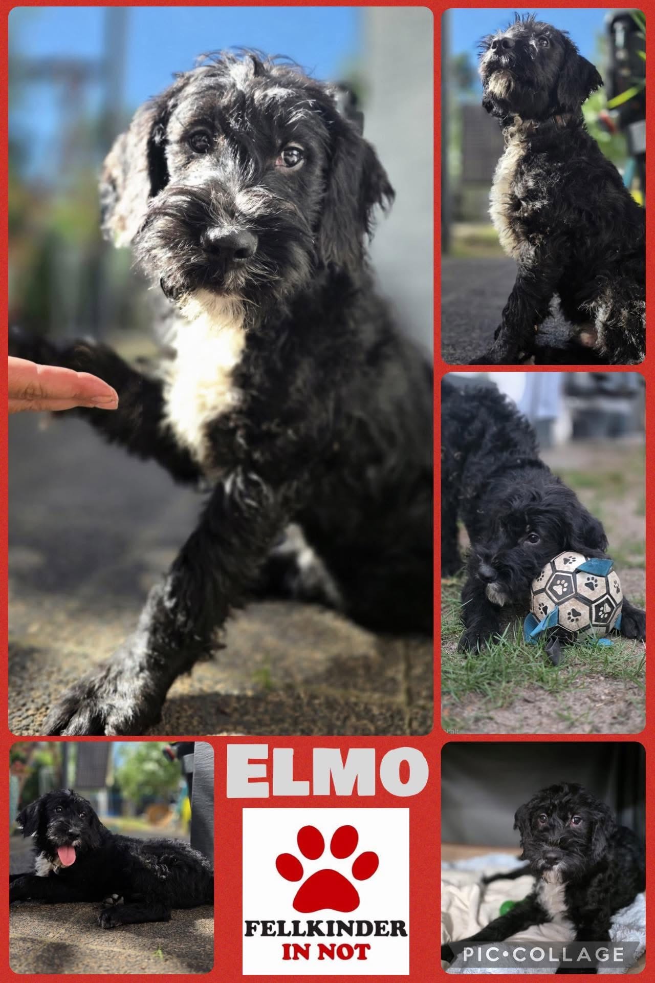 Elmo