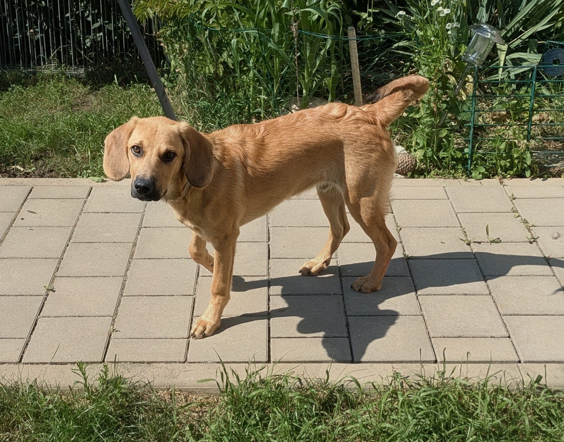 Benni