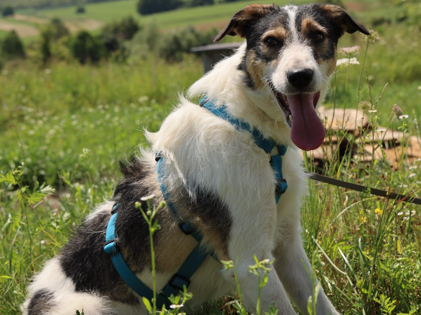 🐶Verspielter Junghund Rocky🐶