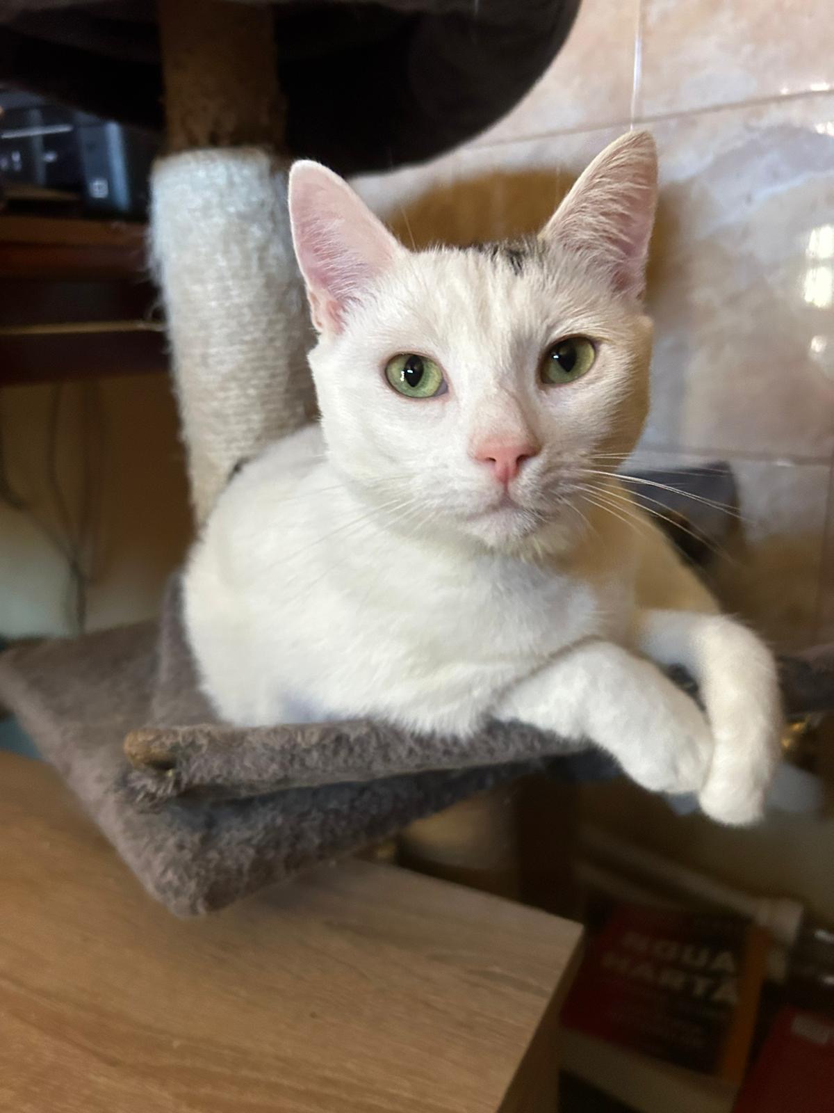 Geanini 🐾🐈