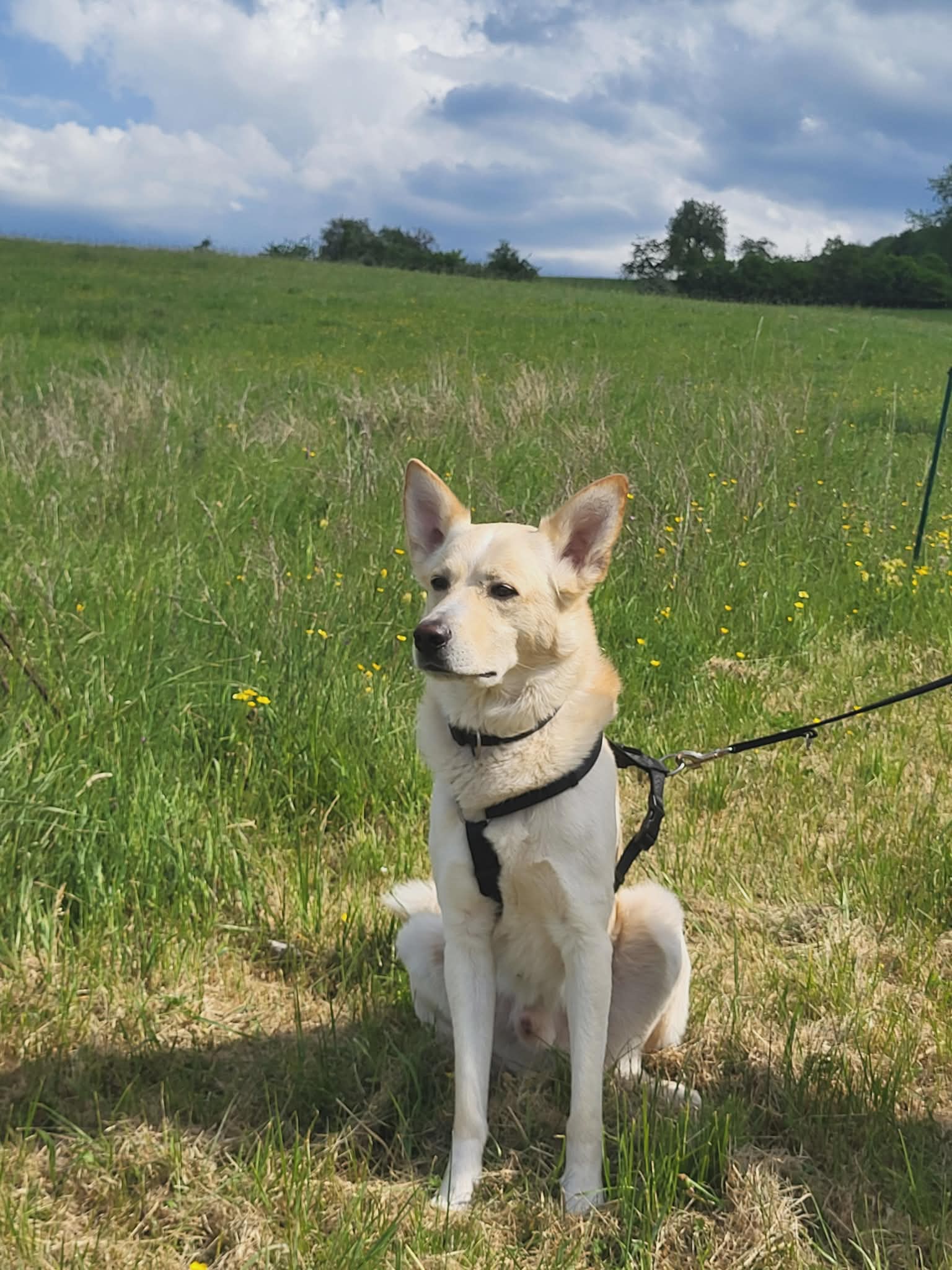 Smile