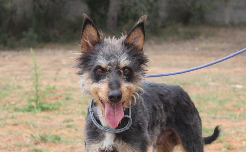 RINGO