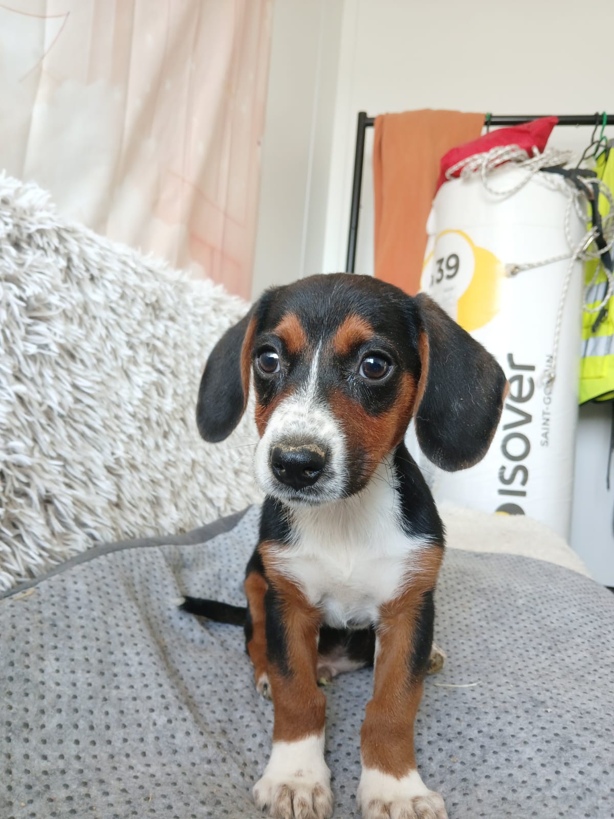 🐾 💚 Lieber Welpe Ike 💚🐾