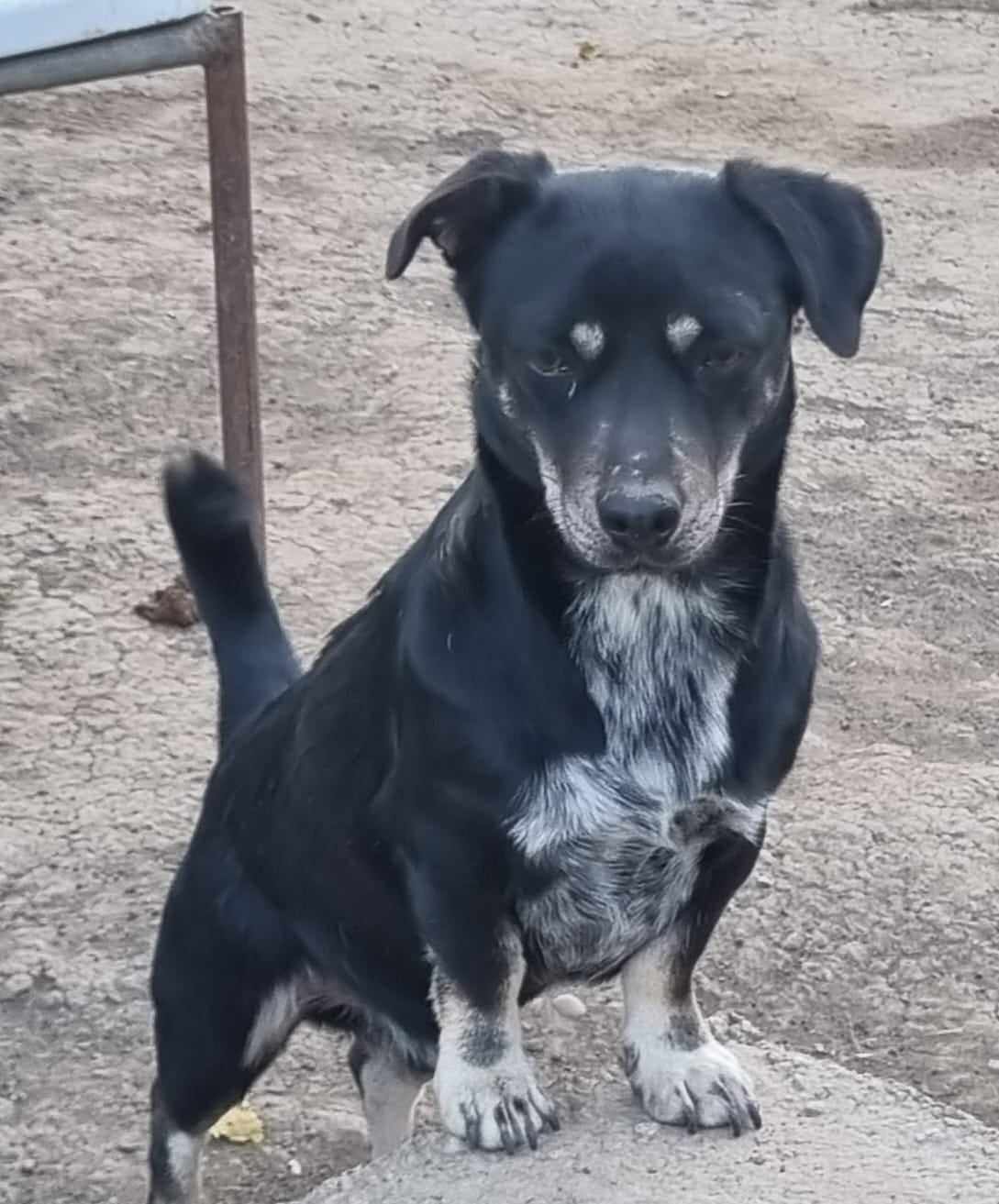 Armani