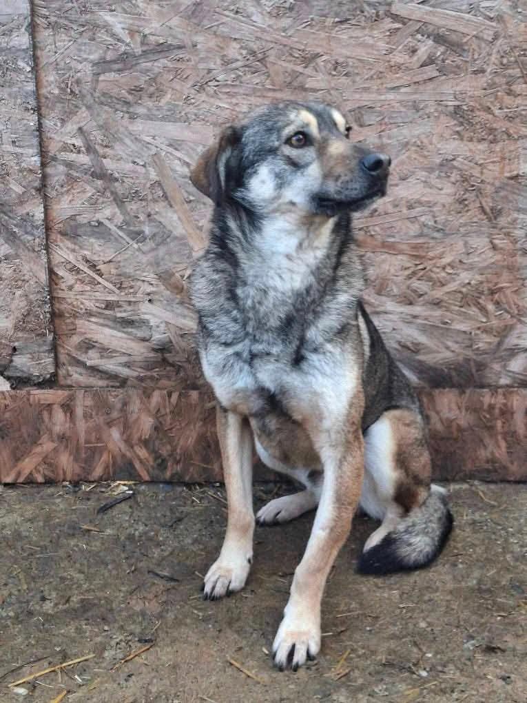 Joschi