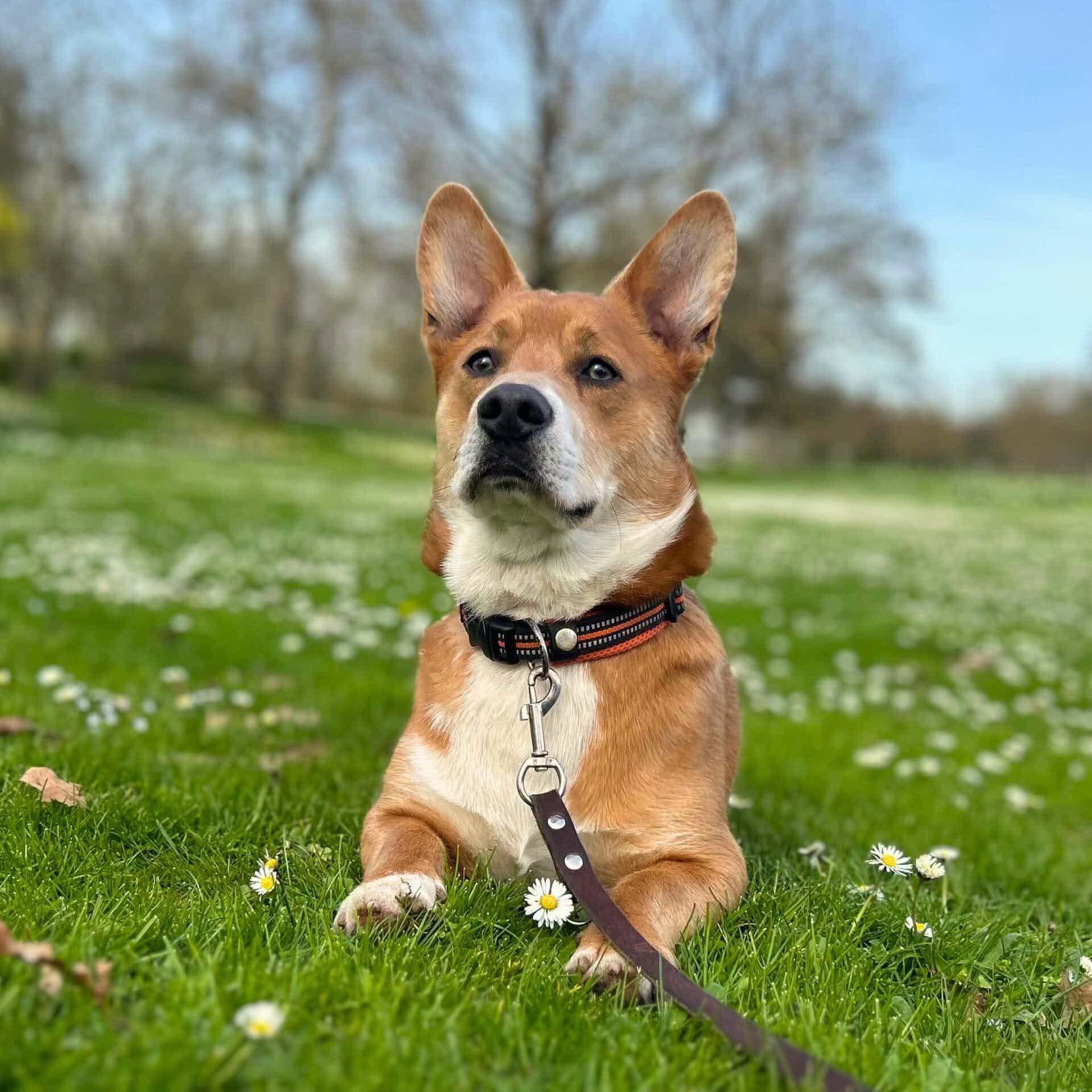 Ari🐾wartet in 74074