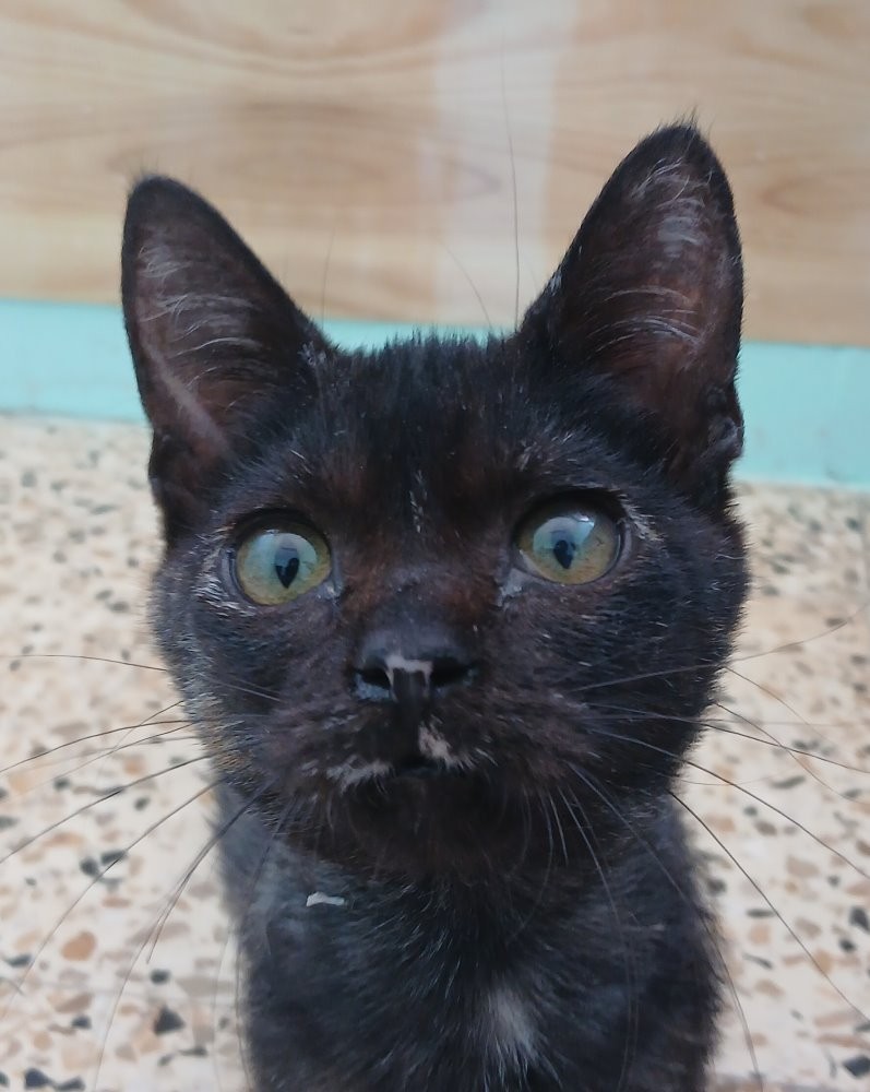 Kali