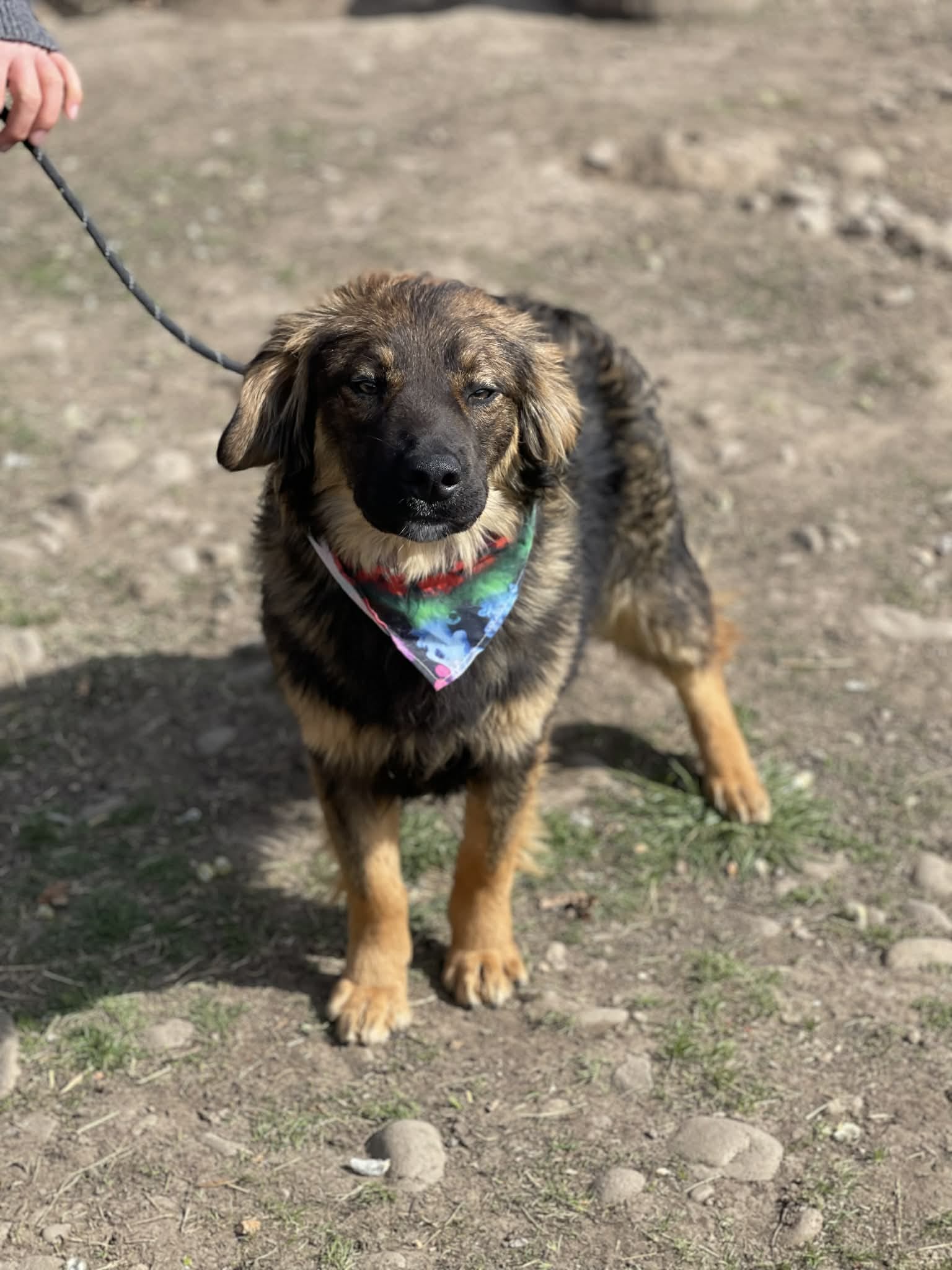 Mochi 🐾🐕
