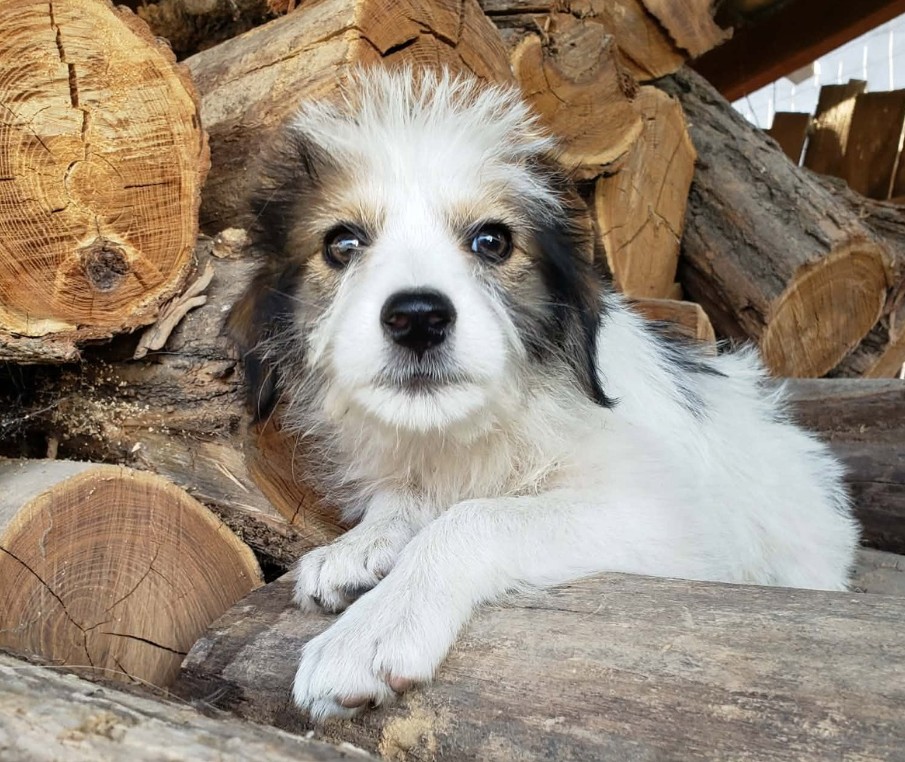 HEIDI