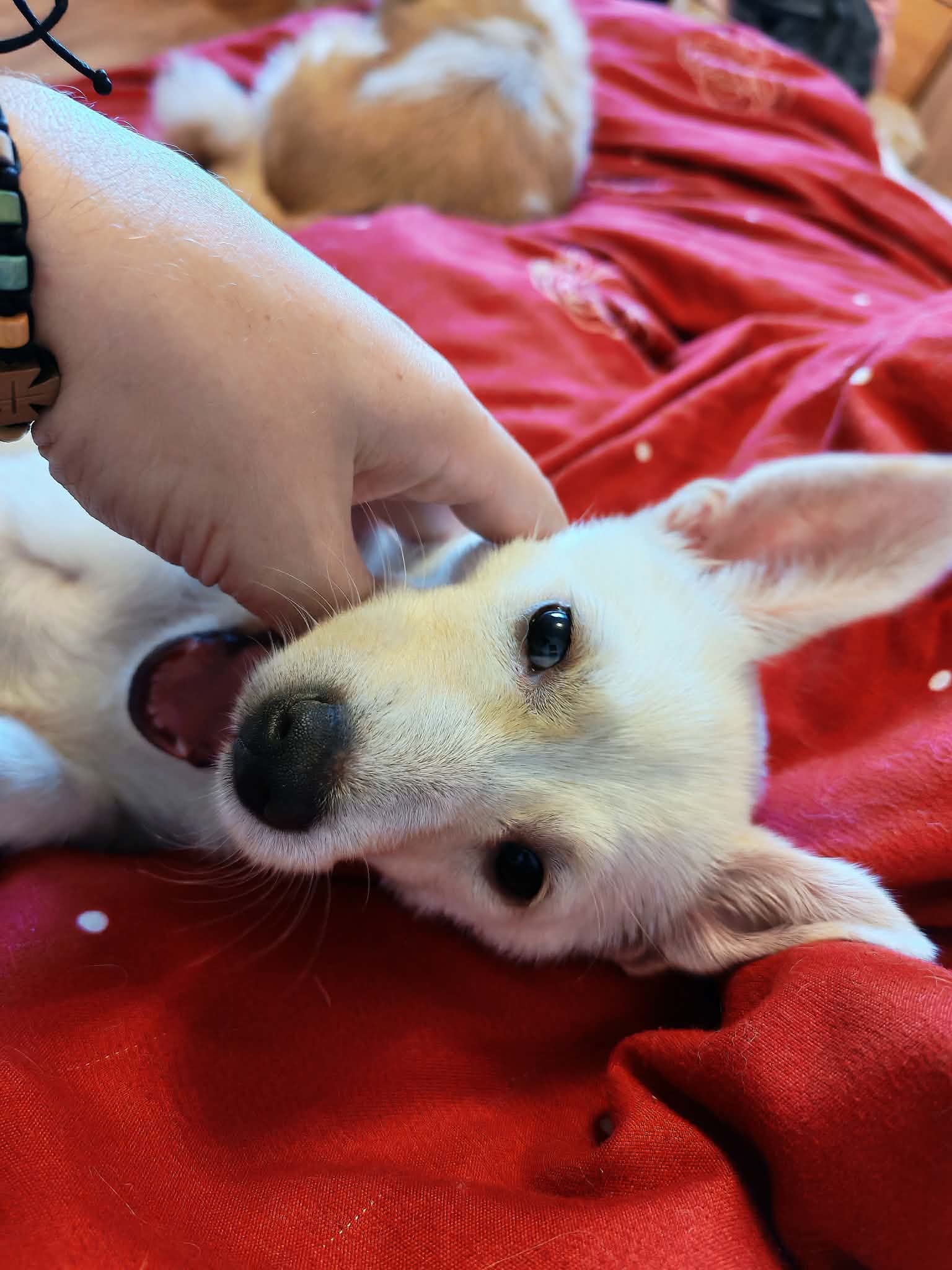 Mara 🐾🐕