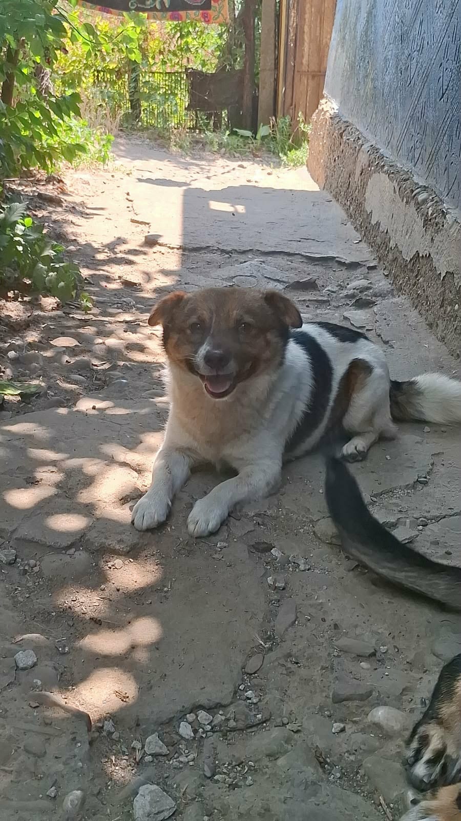 Lino 🐕