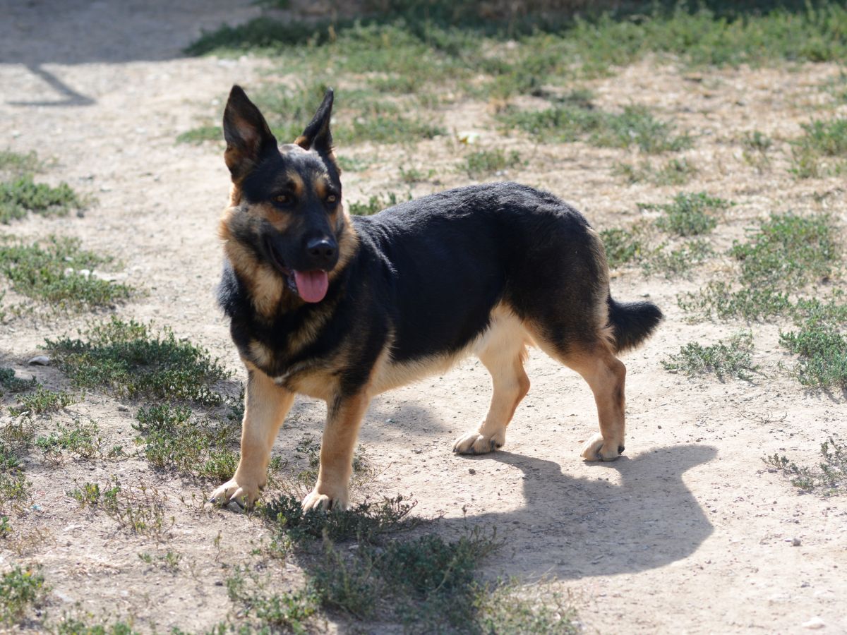 Nozi