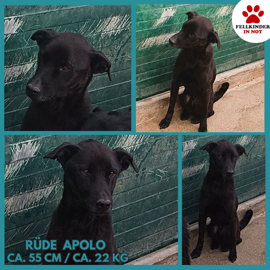 Apolo