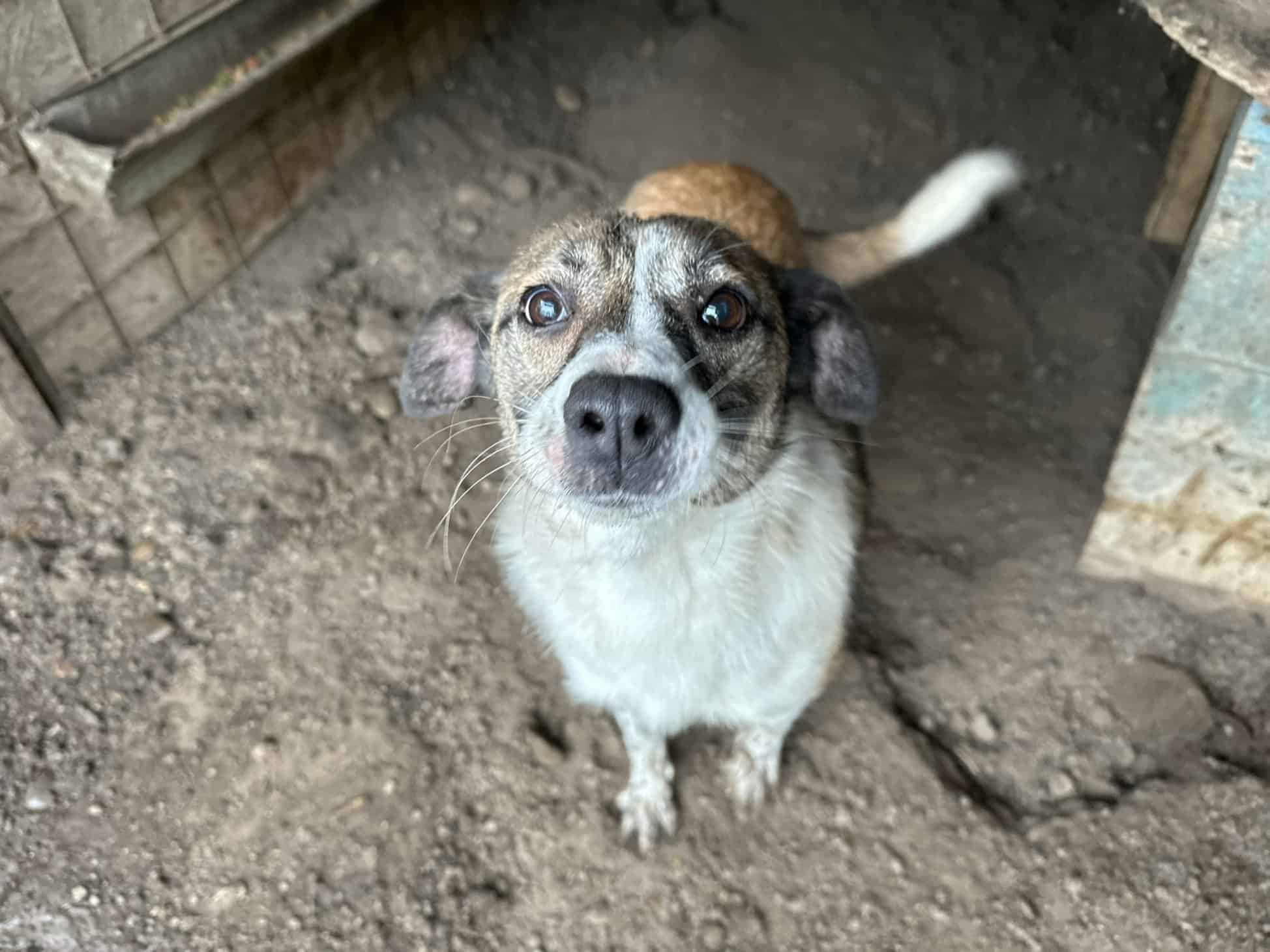 Wilma ist eine Schmusemaus