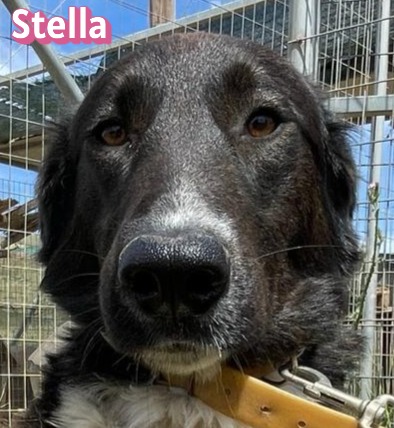 Stella