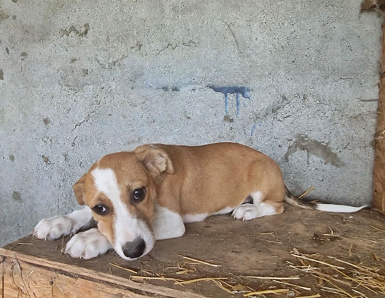 Snoopy, verspielt und lieb
