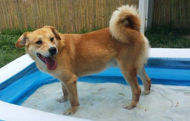 Blondu