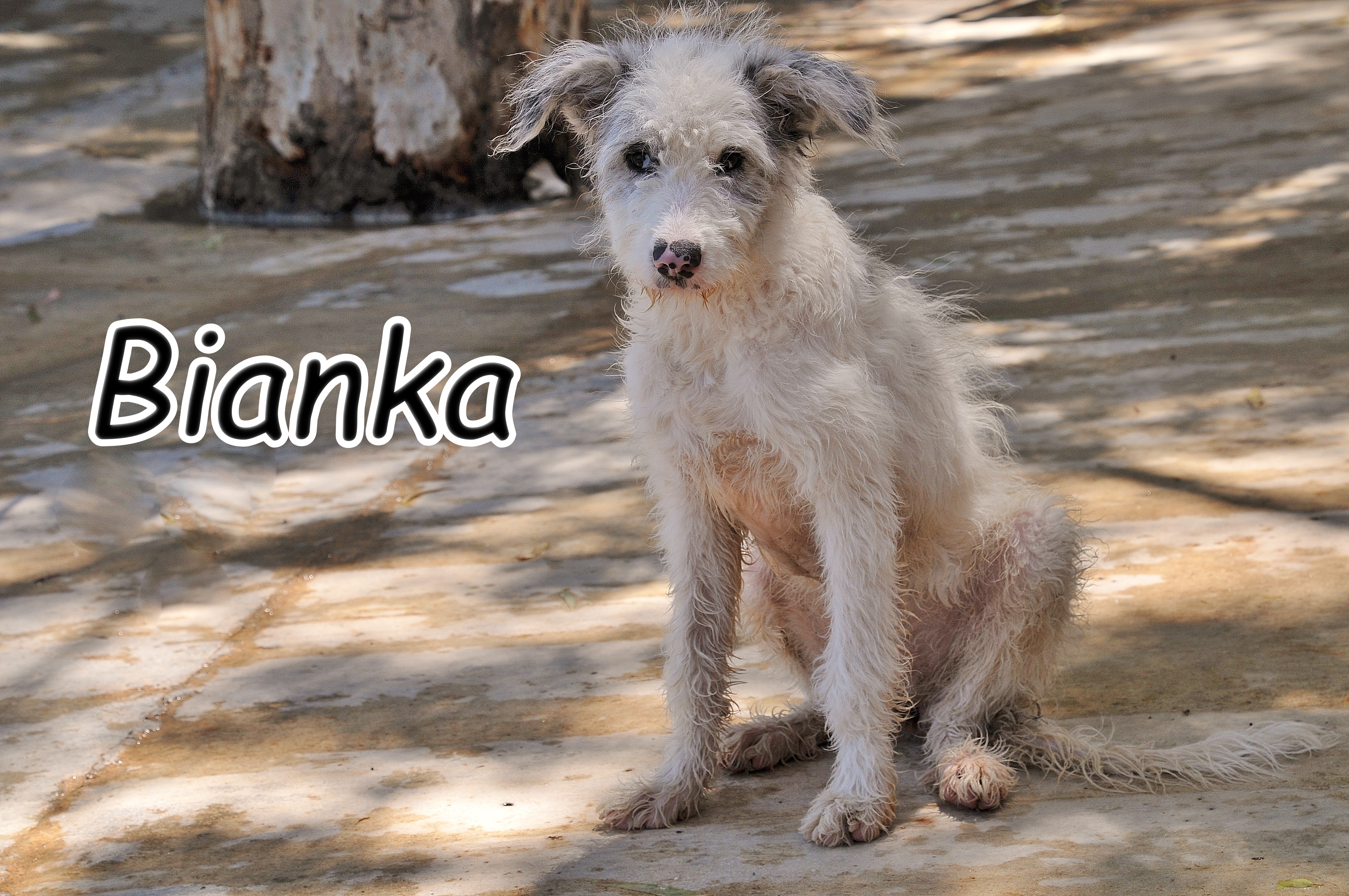 Bianka