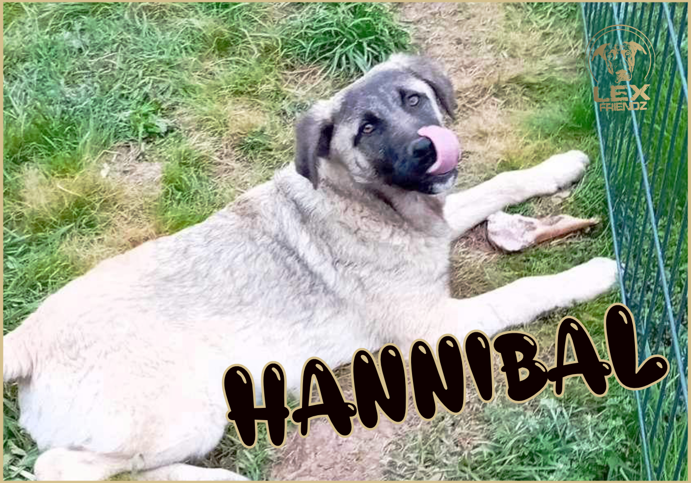 HANNIBAL