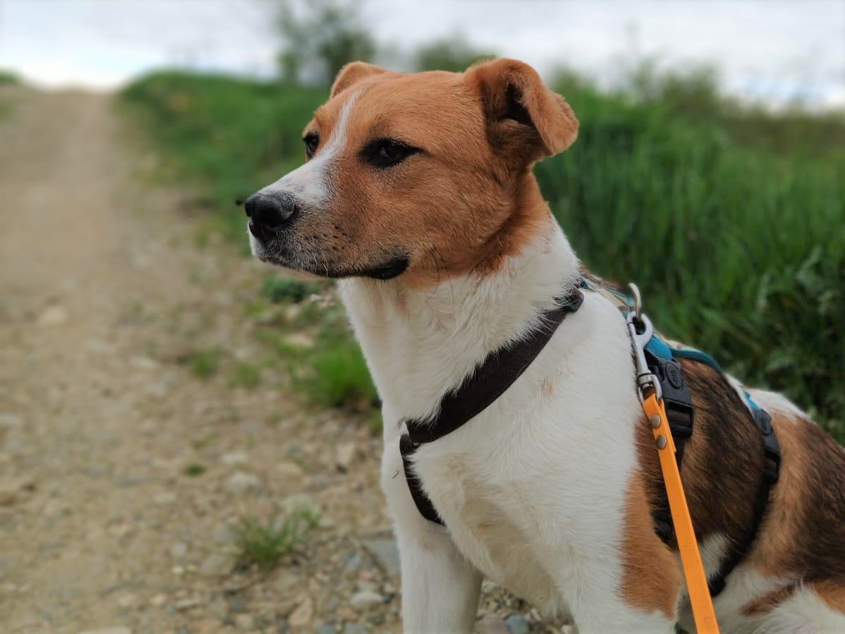 🧡Liebes Hundemädchen Phoebe🧡