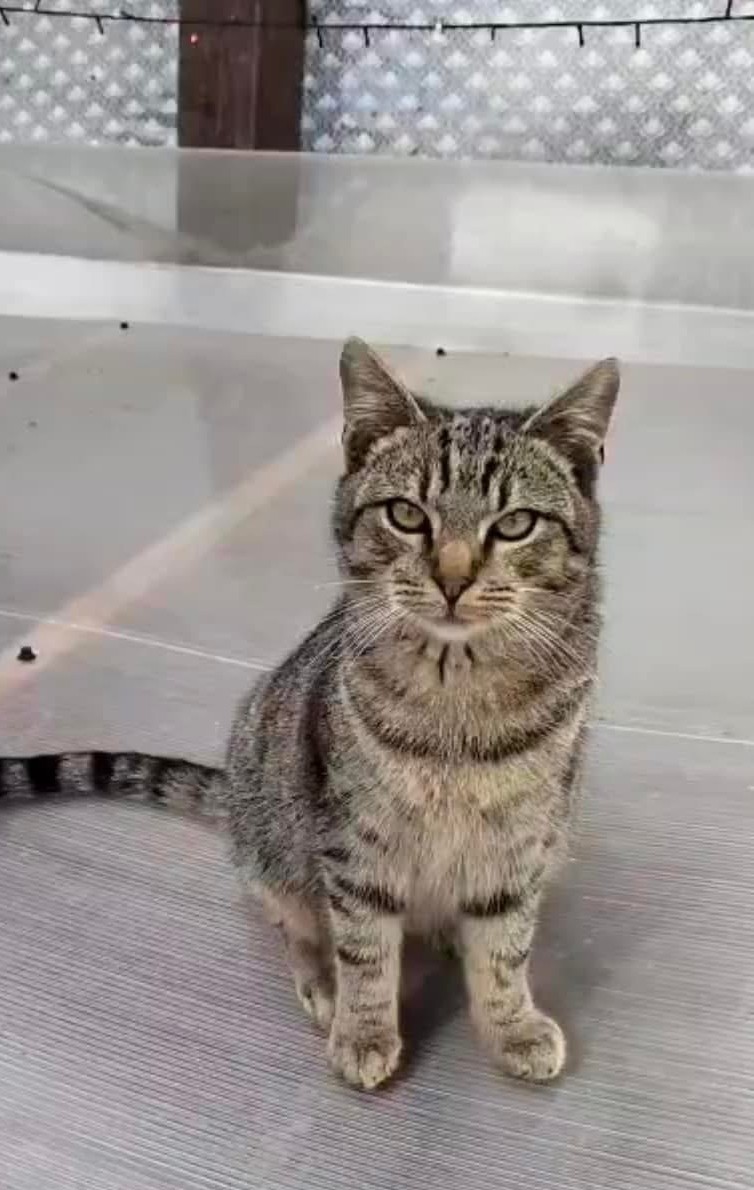 Griutu 🐾🐈