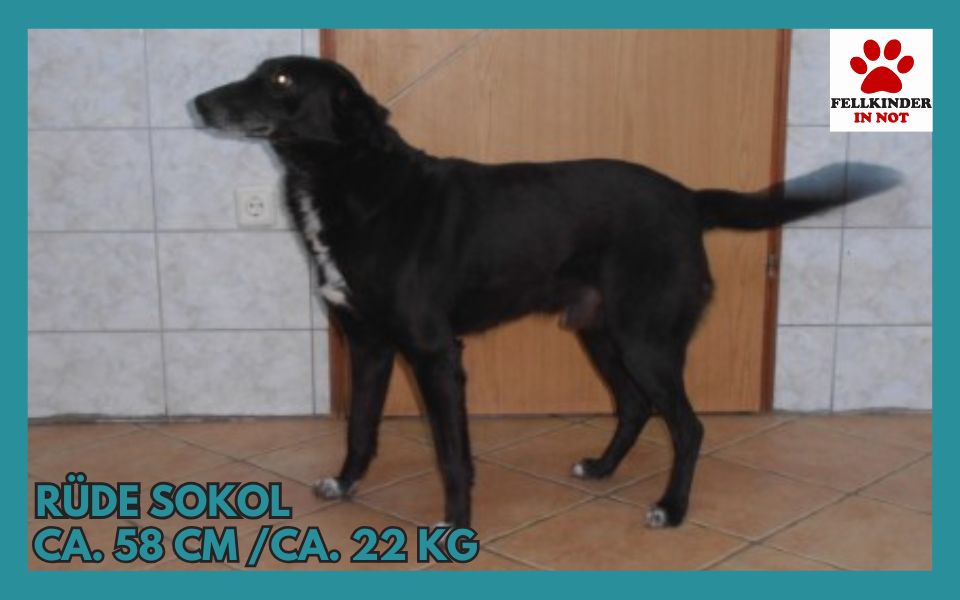 Sokol