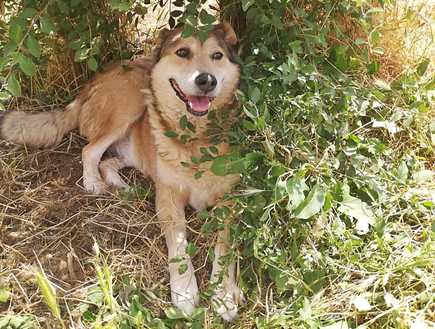 Kimba, lieb, etwas schüchtern