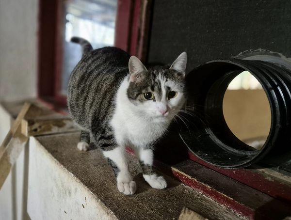 Kätzin Kitty