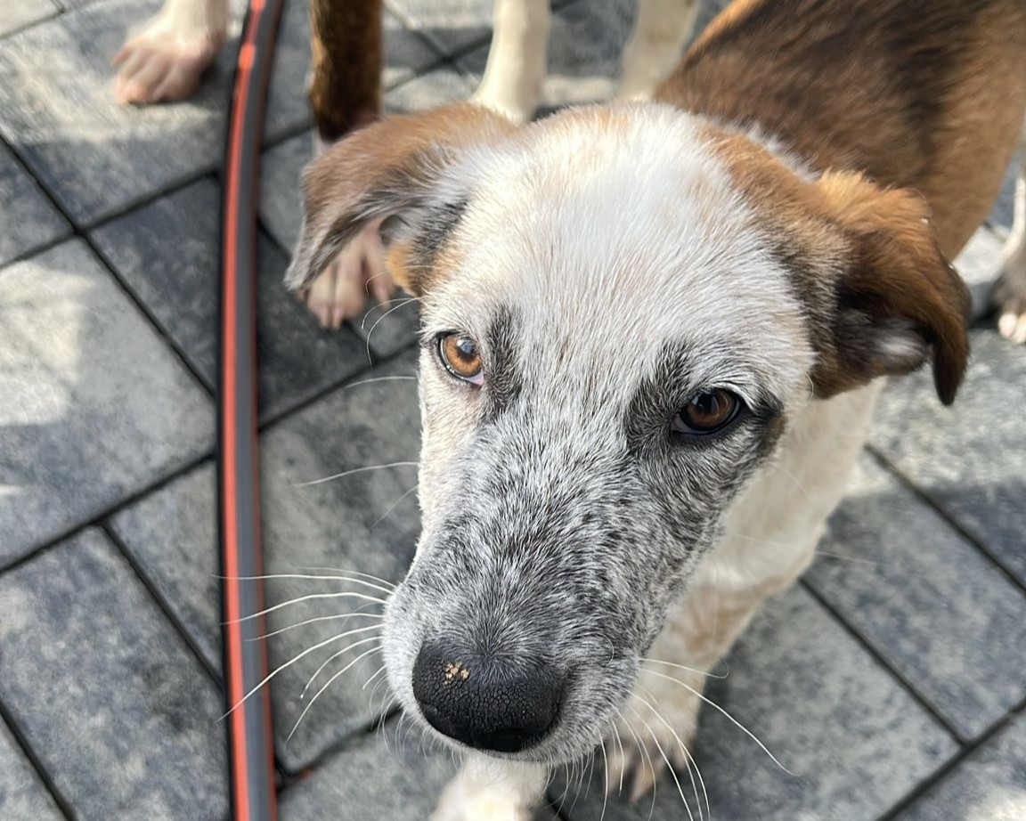 Patch💕sucht sein Glück