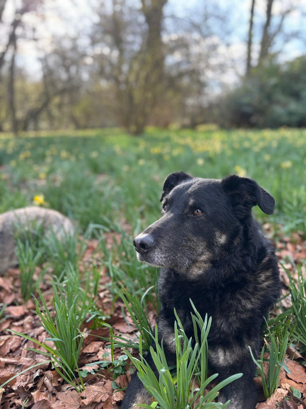 Mowgli
