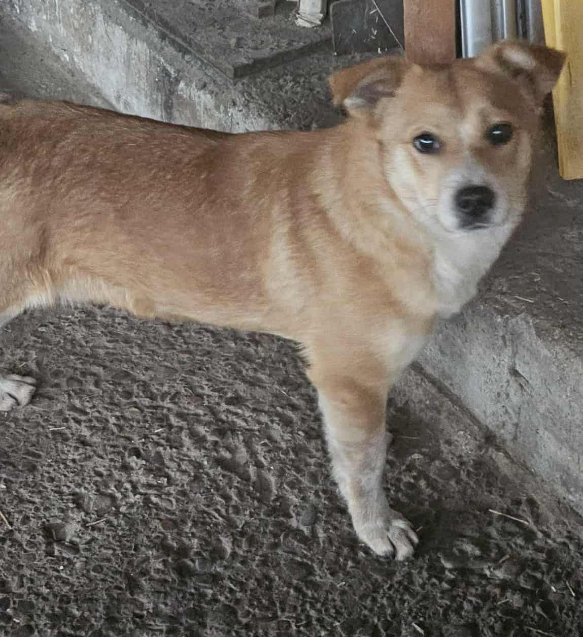 Chicco