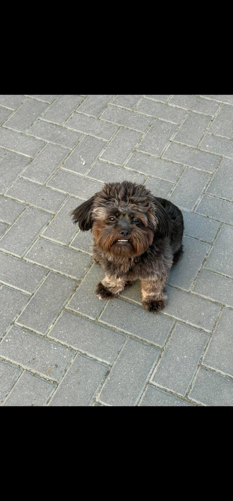 Teddy