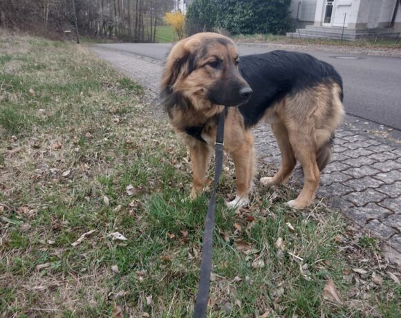 Zimba