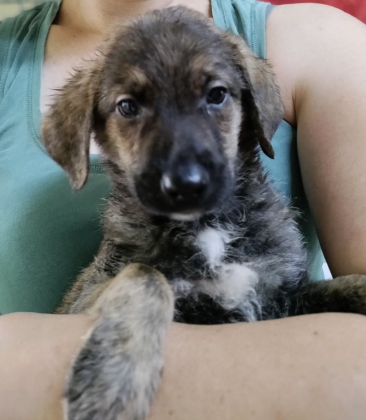 Maiki