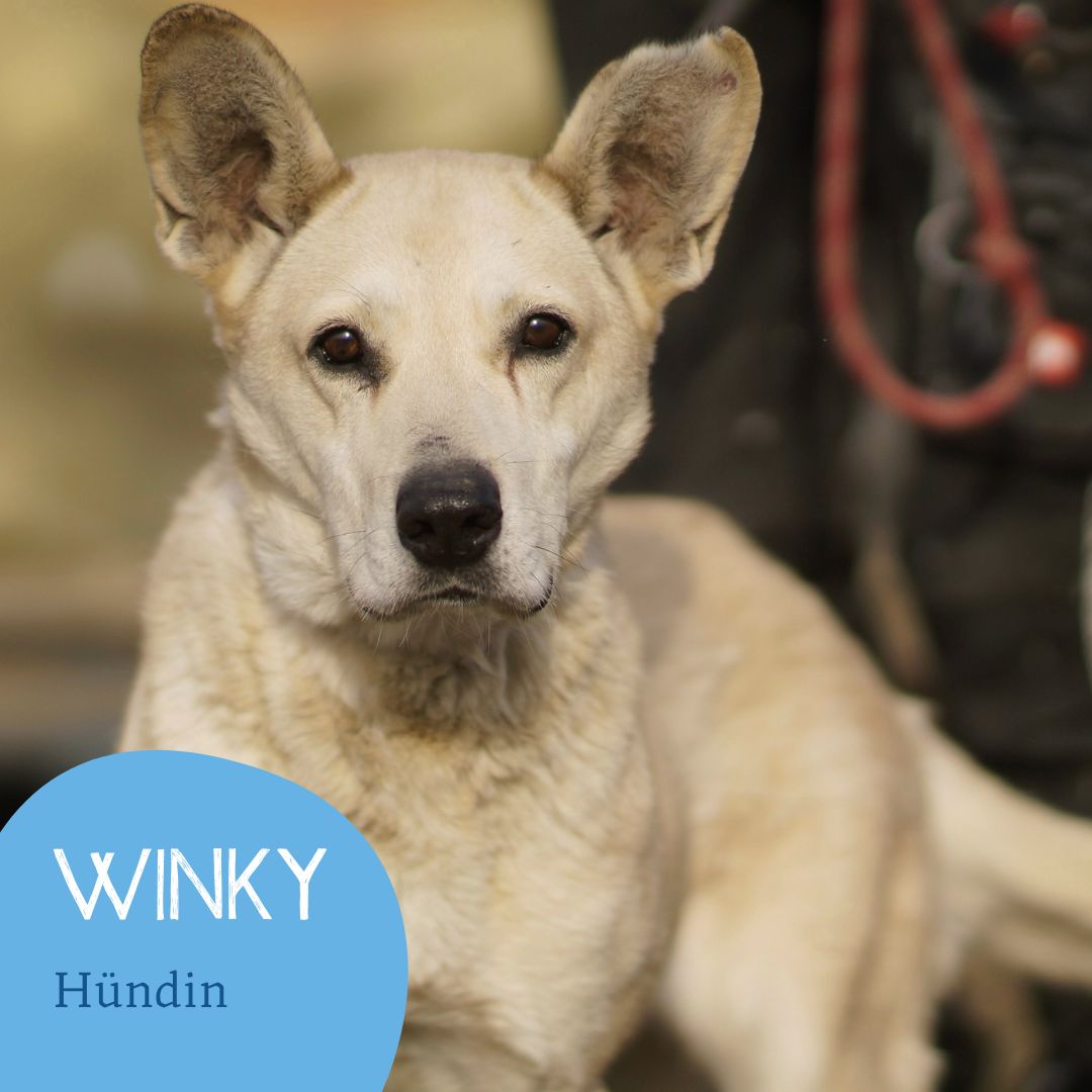 Winky