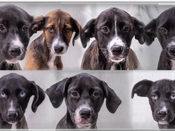 casa animales Tierschutzverein e. V.