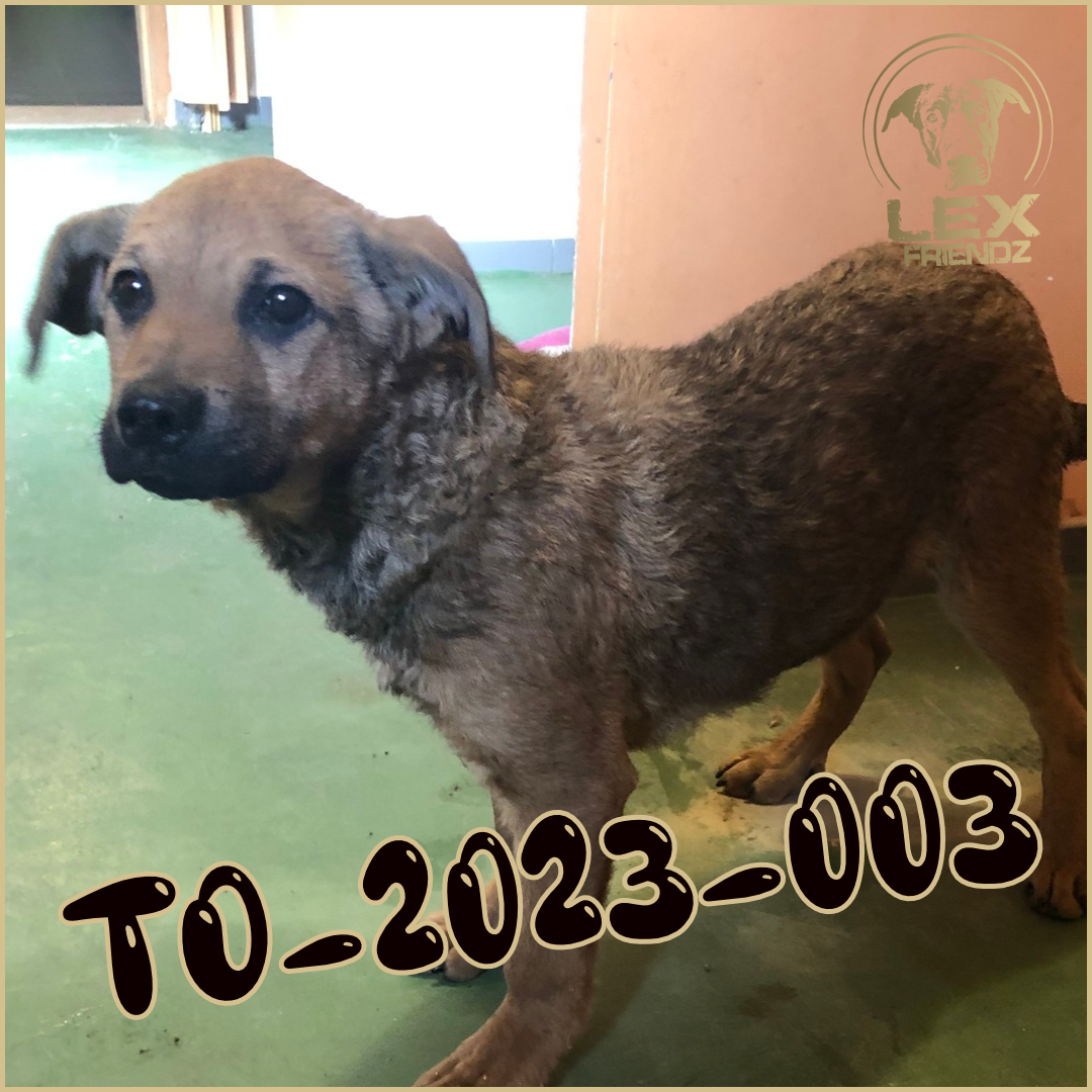 TO-2023-003