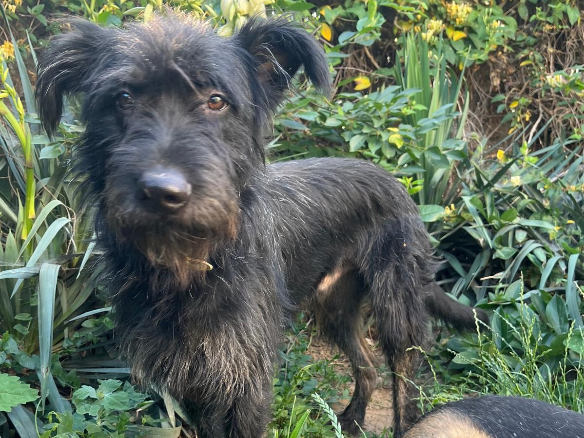 🐶Lebensfroher Bruno☀️