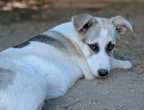 Jungrüde PINSEL