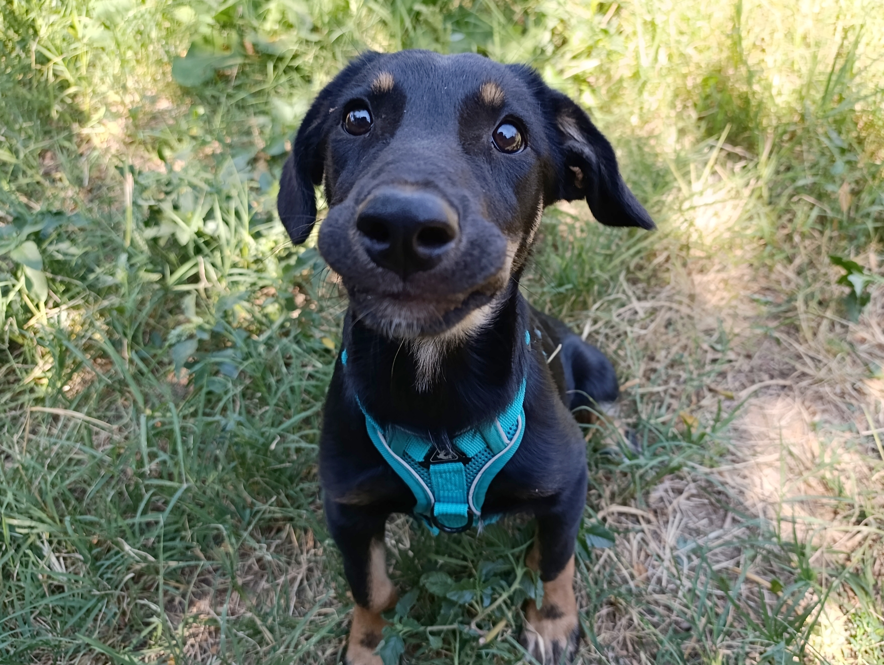 Kenai
