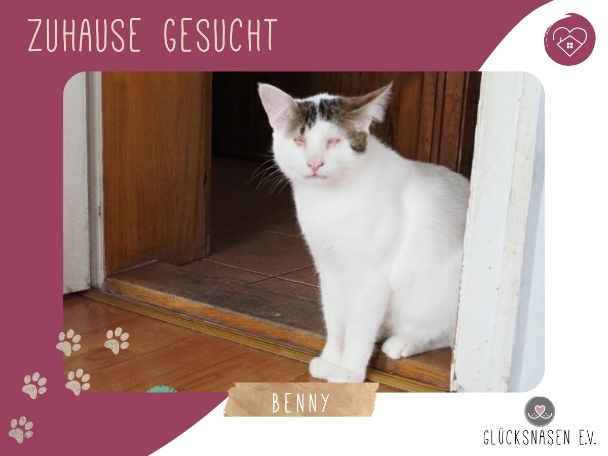 Benny sucht seine Menschen
