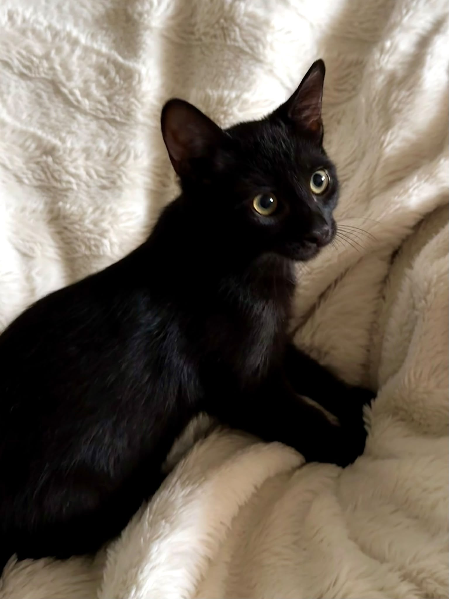 Jasper