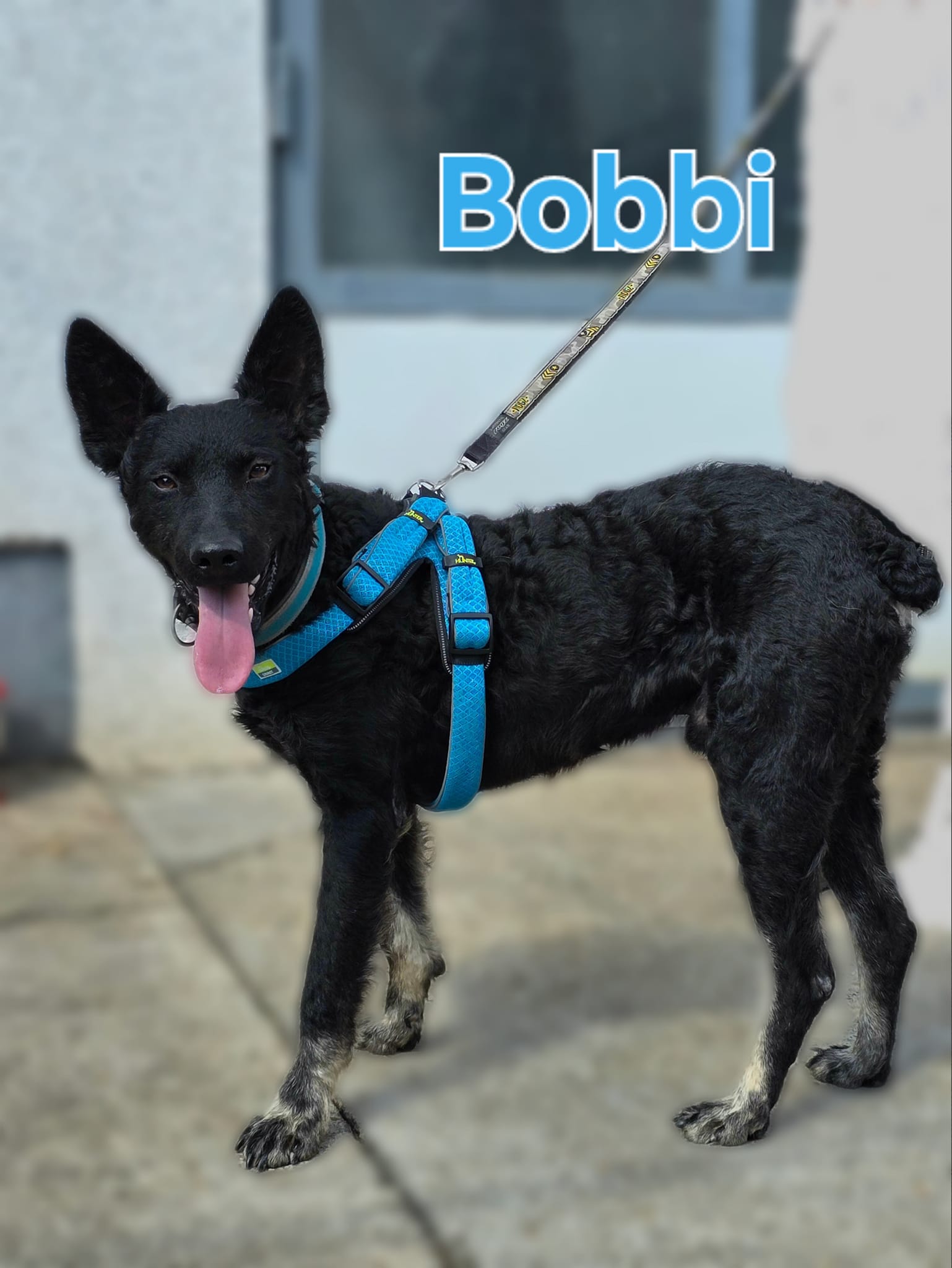 ❤️ Bobbi